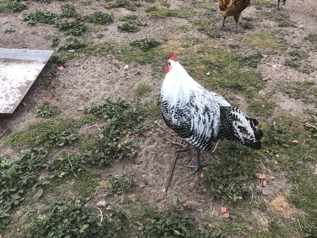 Zilverbrakel haan, Dieren en Toebehoren, Mannelijk, Kip