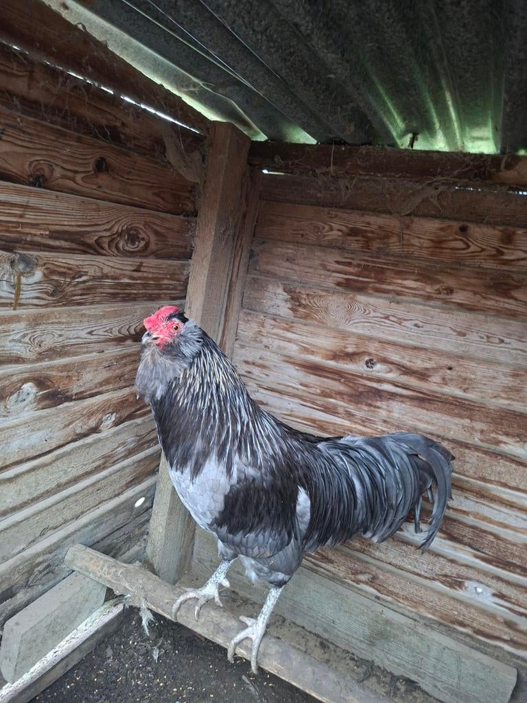 Zang haan te koop zing op 40, Dieren en Toebehoren