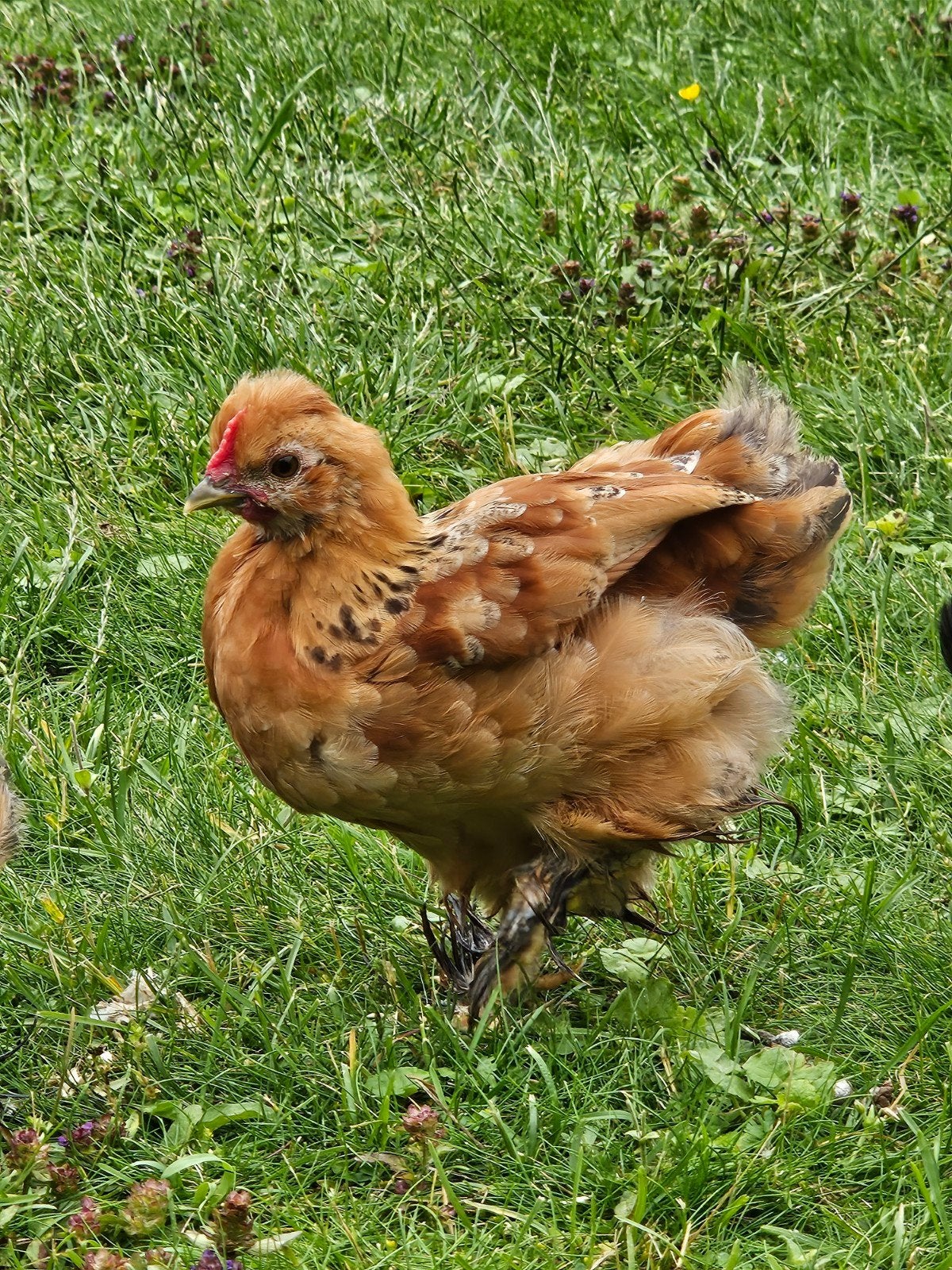 Cochinkriel haan 2 maand zoekt goede thuis., Dieren en Toebehoren, Pluimvee