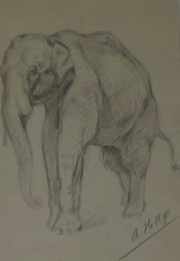 Albert Hager (1857-1940) – Étude d'éléphant, Enlèvement ou Envoi, Dessin, Dessin au crayon, Signé