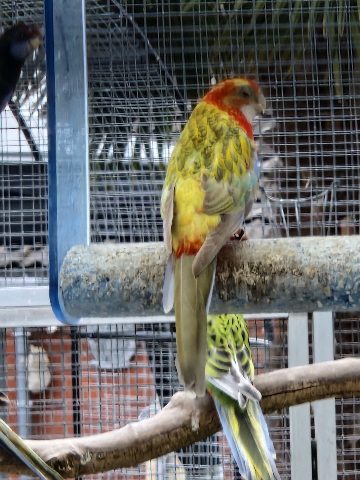 Rosella pop '25, Vrouwelijk, Parkiet, Geringd