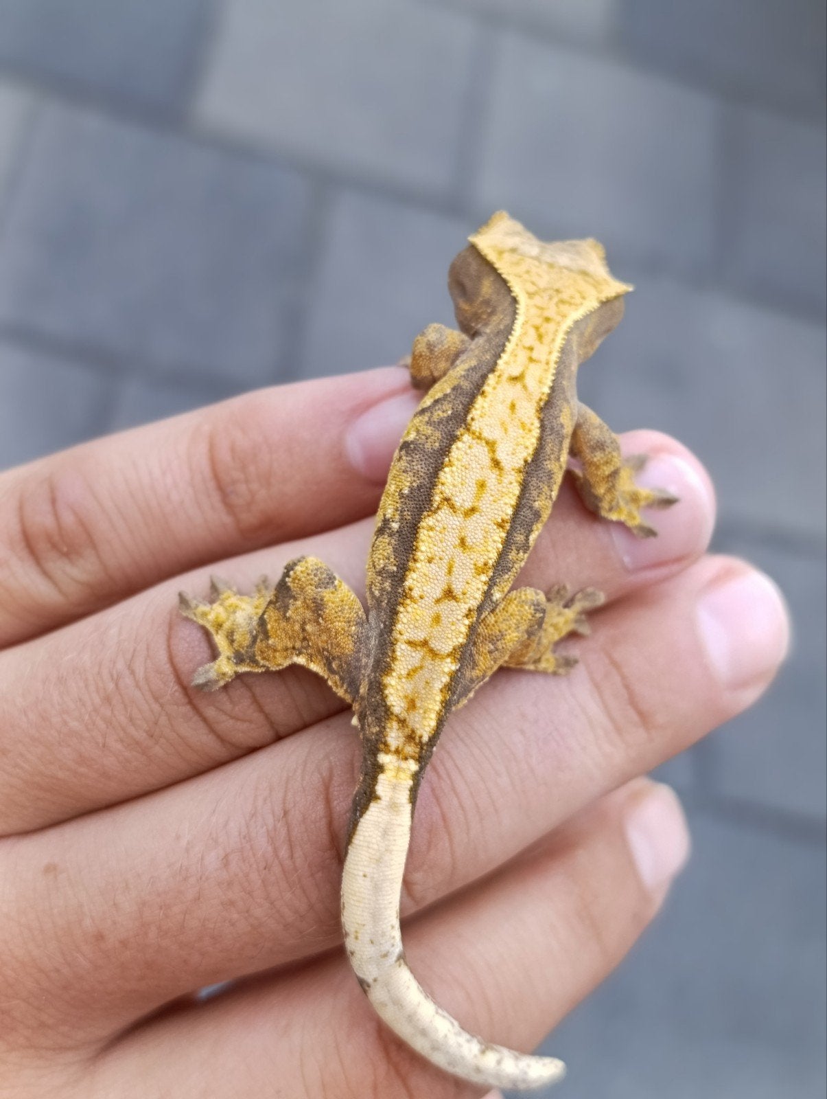 wimpergecko, Dieren en Toebehoren, Reptielen en Amfibieën