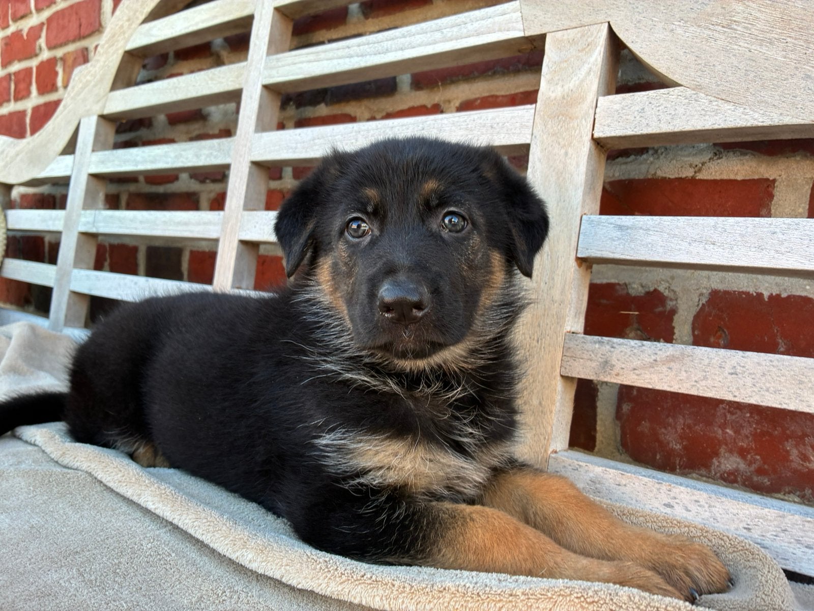 Chiots bergers allemands à la ferme, Chienne, 8 à 15 semaines, Éleveur | Loisir, Un chien
