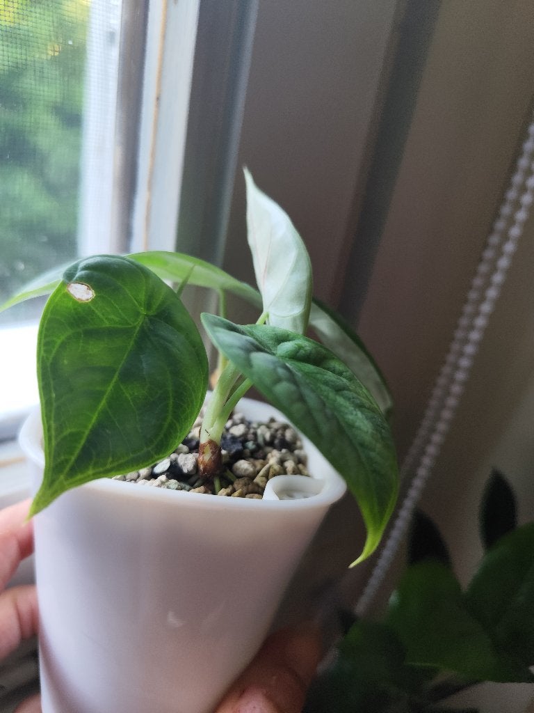 Alocasia silver dragon, Ophalen, Volledige schaduw, Overige soorten, Minder dan 100 cm