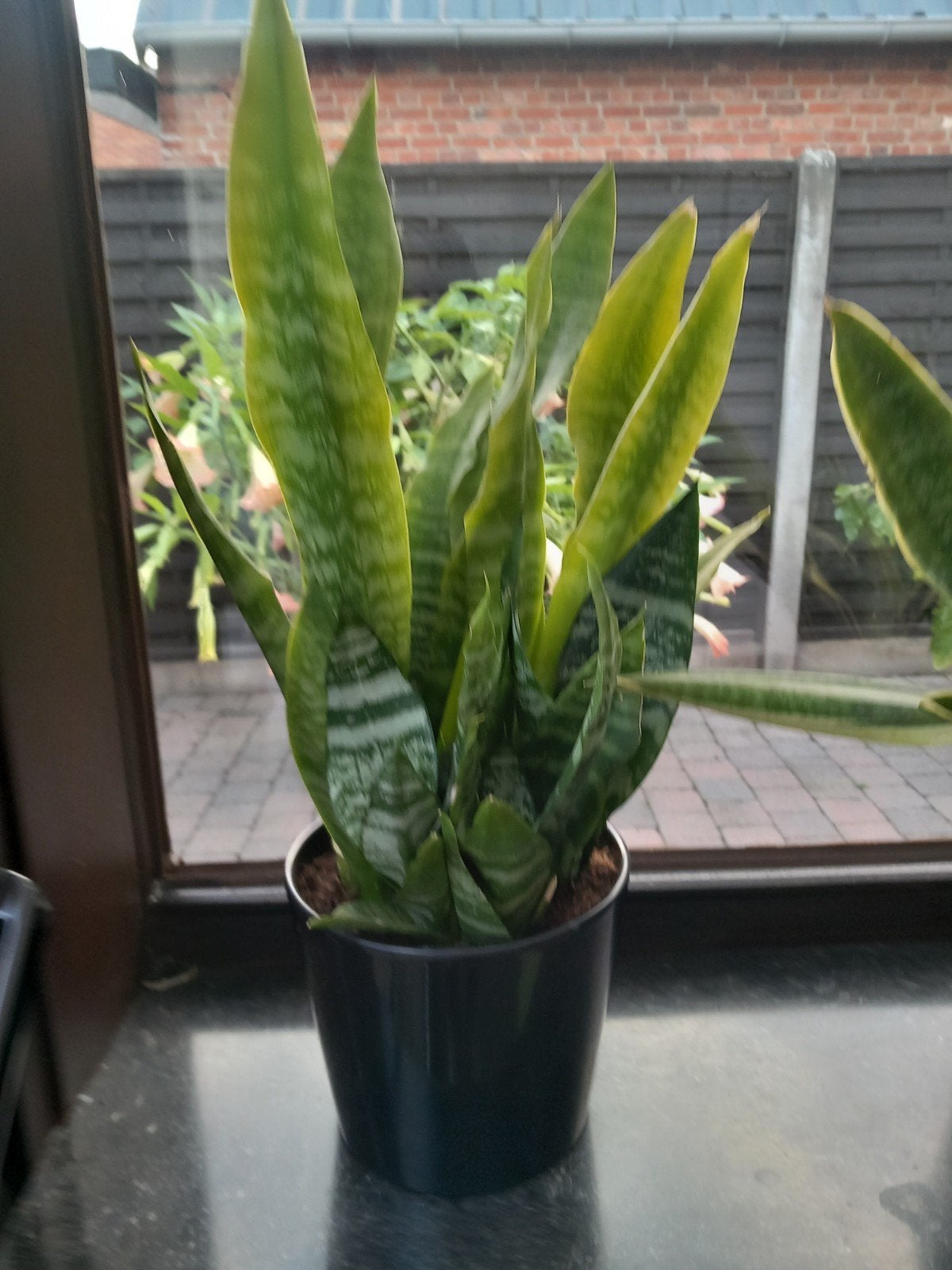 sanseveria s te koop., Ophalen