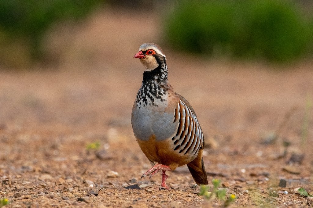 rode patrijs, Meerdere dieren, Geringd
