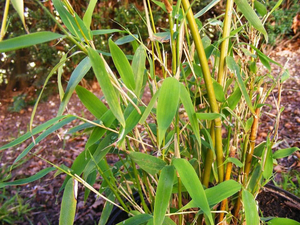 Bamboe Fargesia Murieliae nu idaal weer om te planten., Ophalen, Bamboe, Haag, 100 tot 250 cm