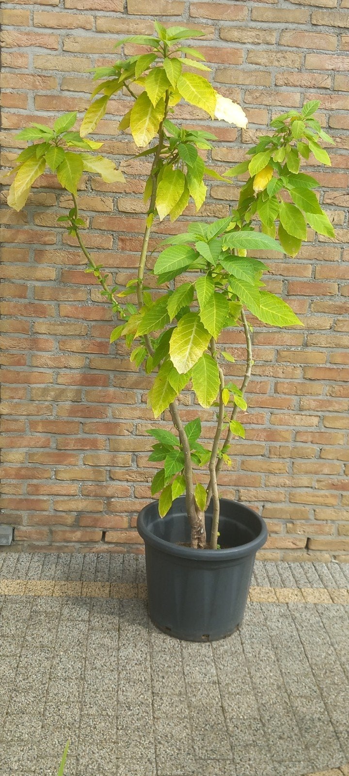 Trompette Datura Brugmansia Angel jaune 180 cm, Jardin & Terrasse, Enlèvement, Été, Plante fixe, Plein soleil