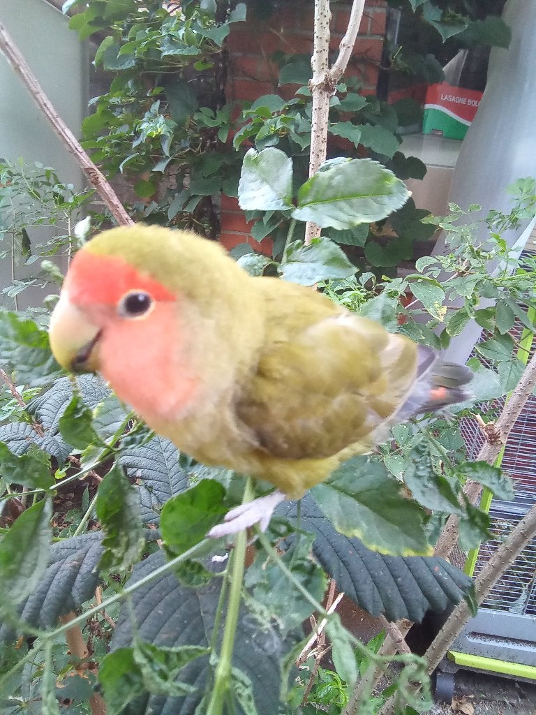 Agaporide, Geslacht onbekend, Dwergpapegaai of Agapornis, Geringd