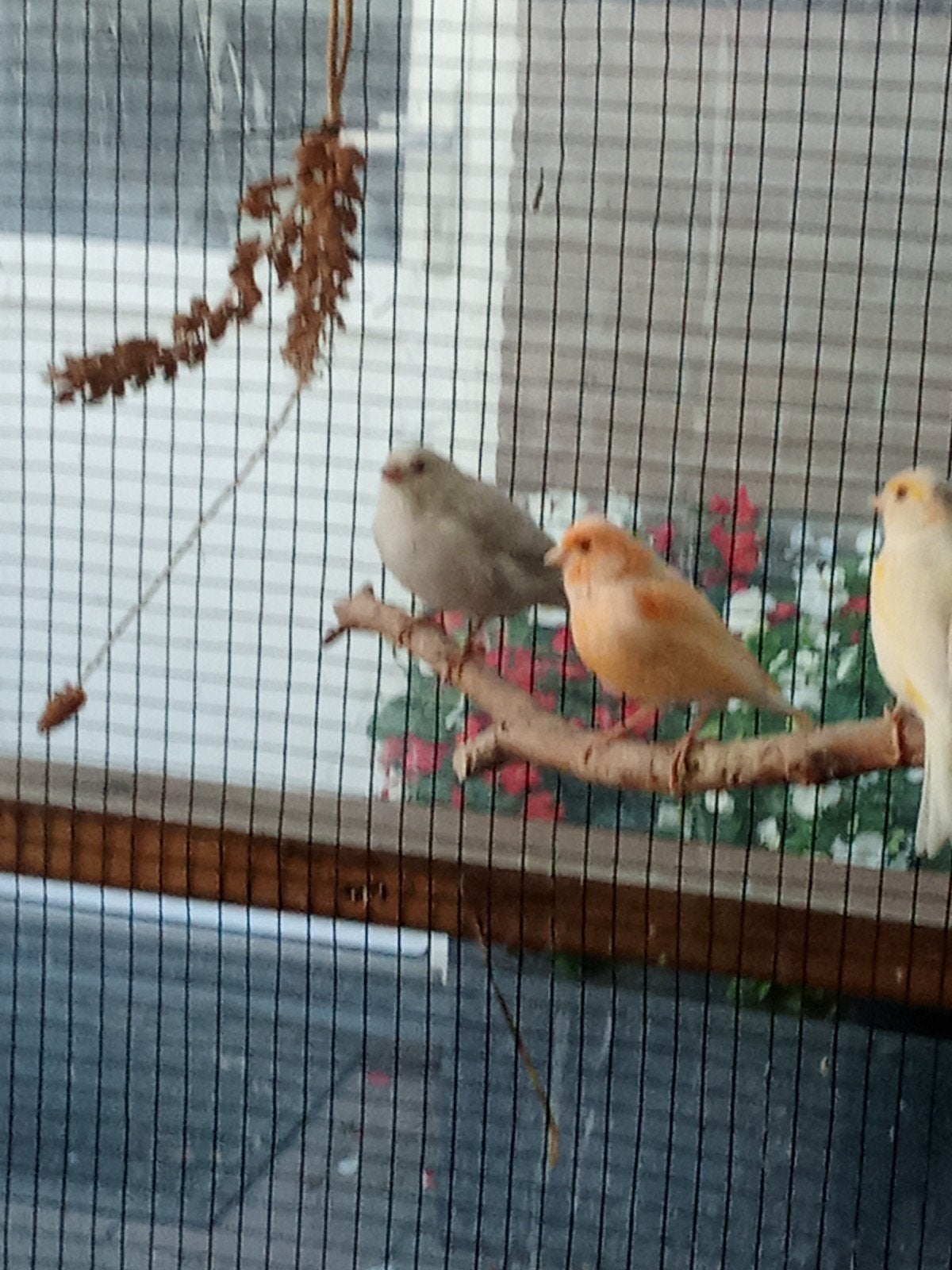 te koop verschillende soorten vogels, Dieren en Toebehoren