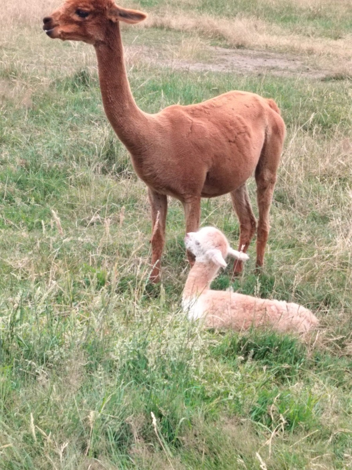 Alpaca merrie, Janvier, Femelle