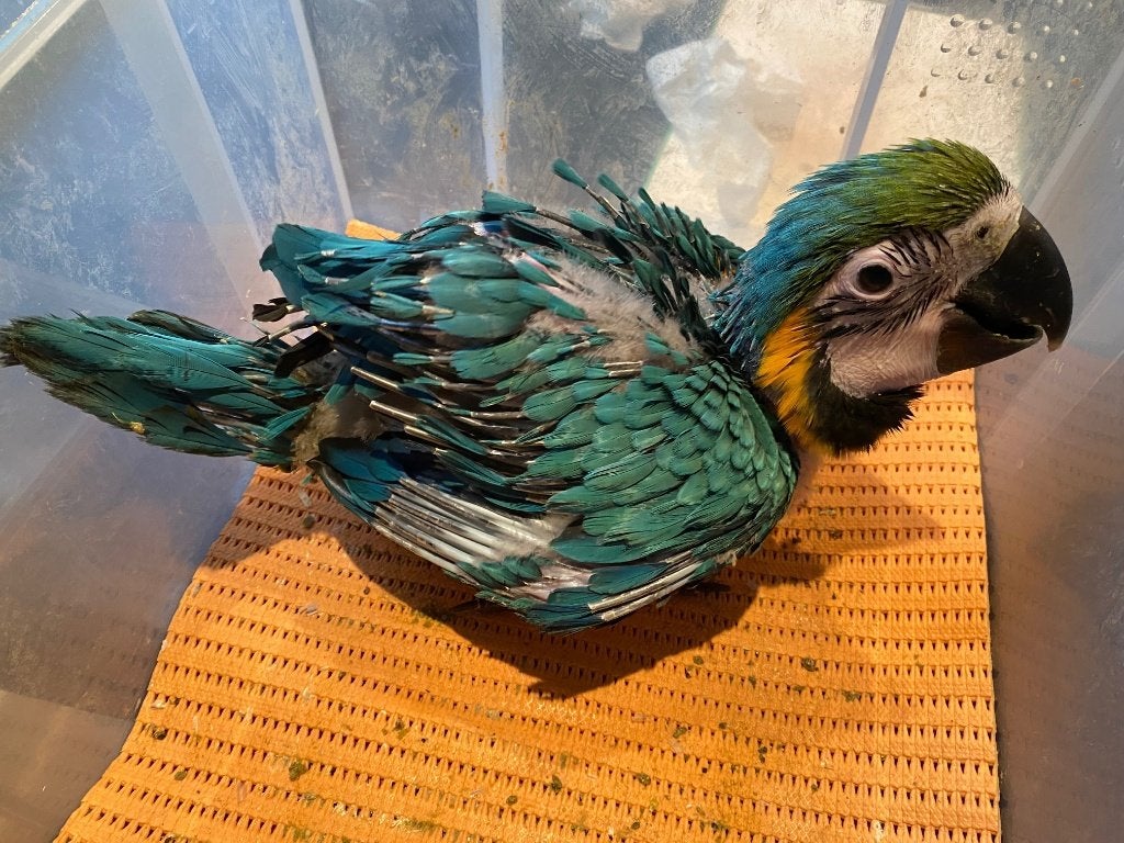 ❤️❤️️️️️️️️️️️ Bébé ara ararauna apprivoisé de 7 semaines, Animaux & Accessoires, Sexe inconnu, Perroquet, Parleur