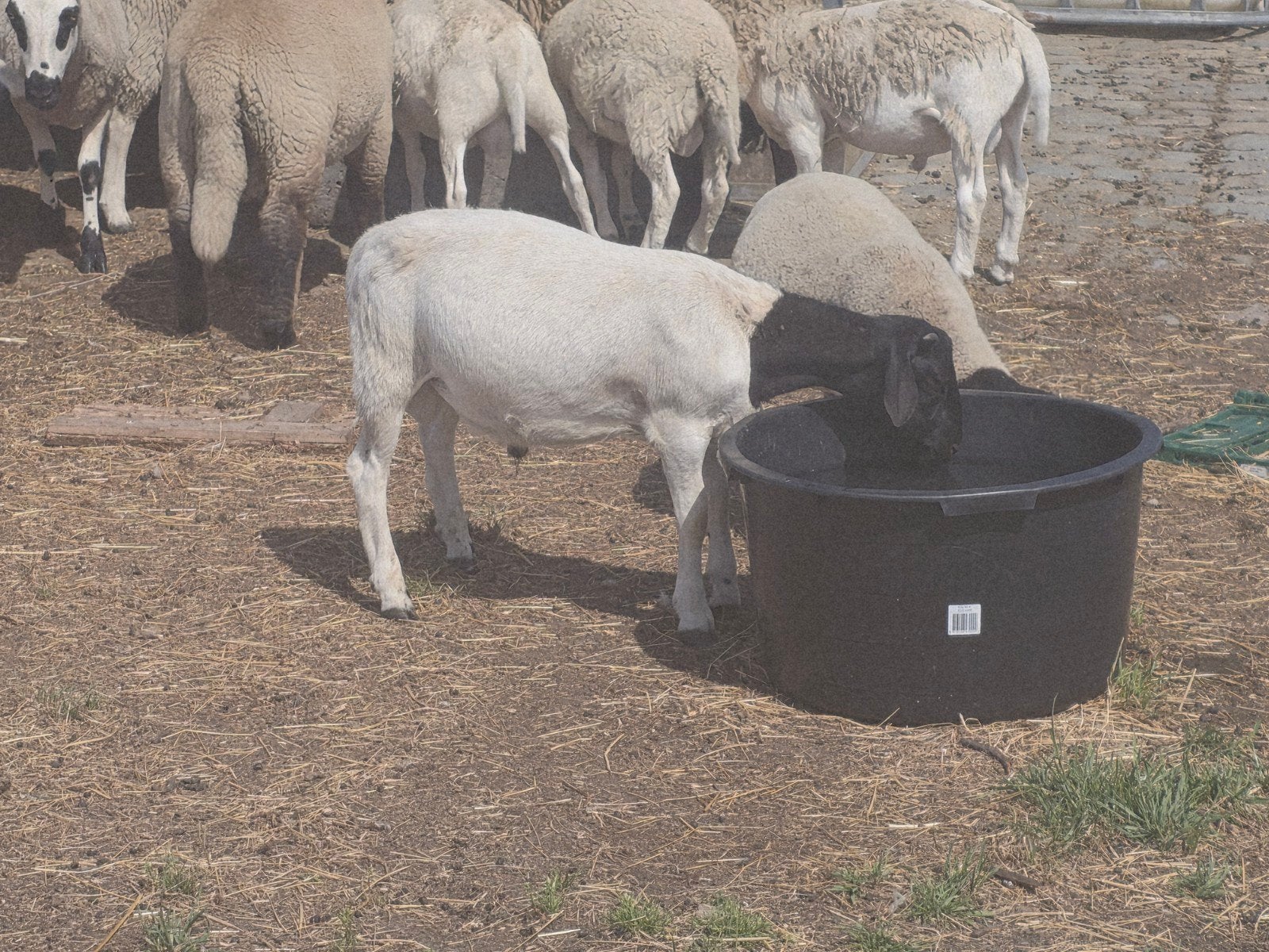 Dorpskoppen, Mâle, Mouton, 0 à 2 ans