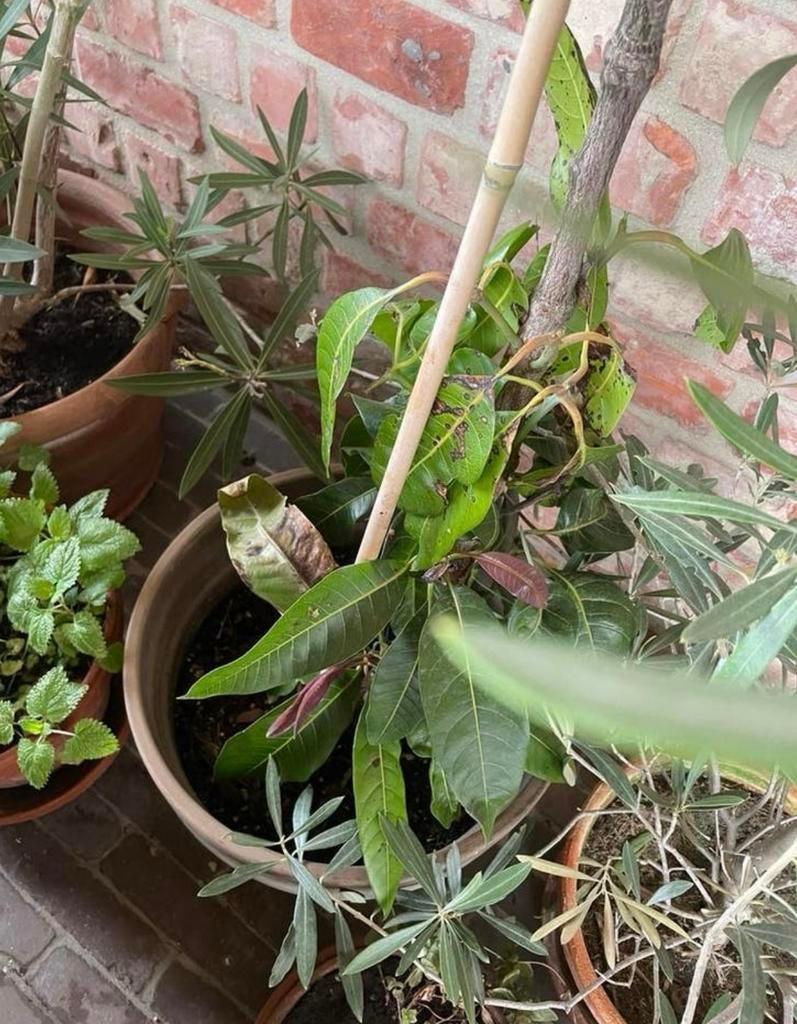 Mango plant boompje van 150 cm, Ophalen