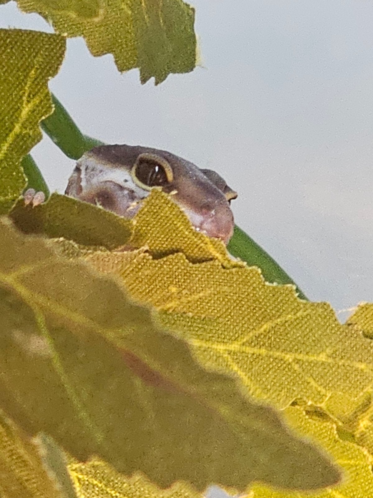 Vrouwelijke luipaardgecko luipaardgekko, Dieren en Toebehoren, Vogels | Overige Vogels, Vrouwelijk, Tam