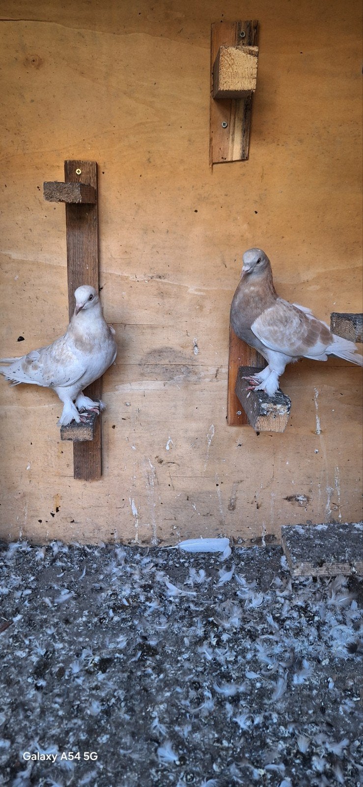 pigeons takla, Plusieurs animaux, Pigeon culbutant ou Roller