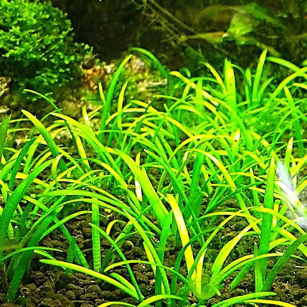 Dwarf Sagittaria / Sagittaria subulata, Enlèvement