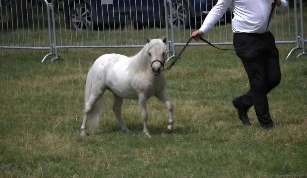 Een lief mini paardje met uitstraling én een unieke kleur!, Dieren en Toebehoren, Pony's, Hengst, A pony (tot 1.17m), 3 tot 6 jaar