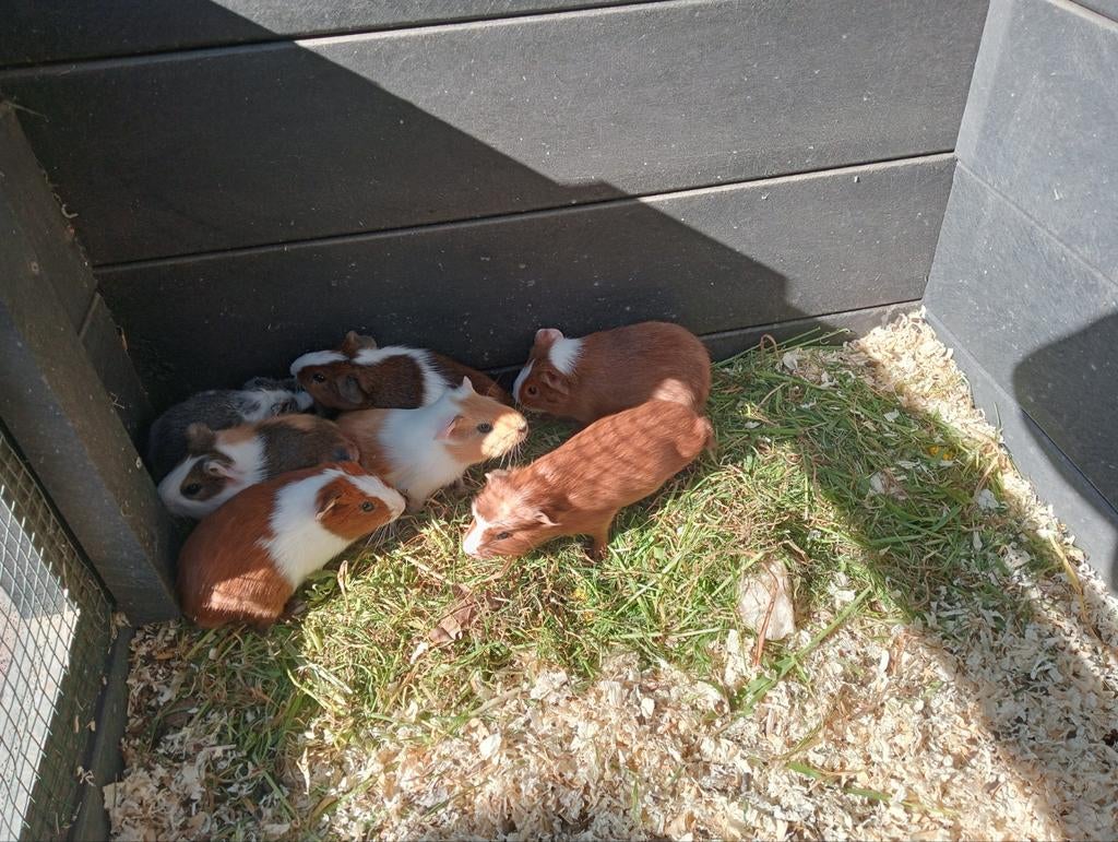 Jonge cavia zeugjes en beertjes, Mars, Domestique, Plusieurs animaux, Cobaye