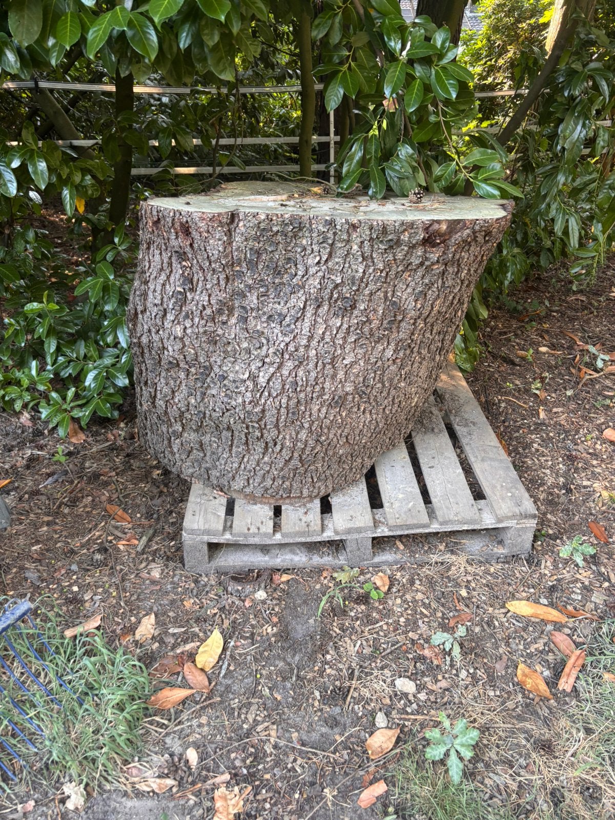 Hele grote boomstam, Tuin en Terras, Brandhout, Ophalen