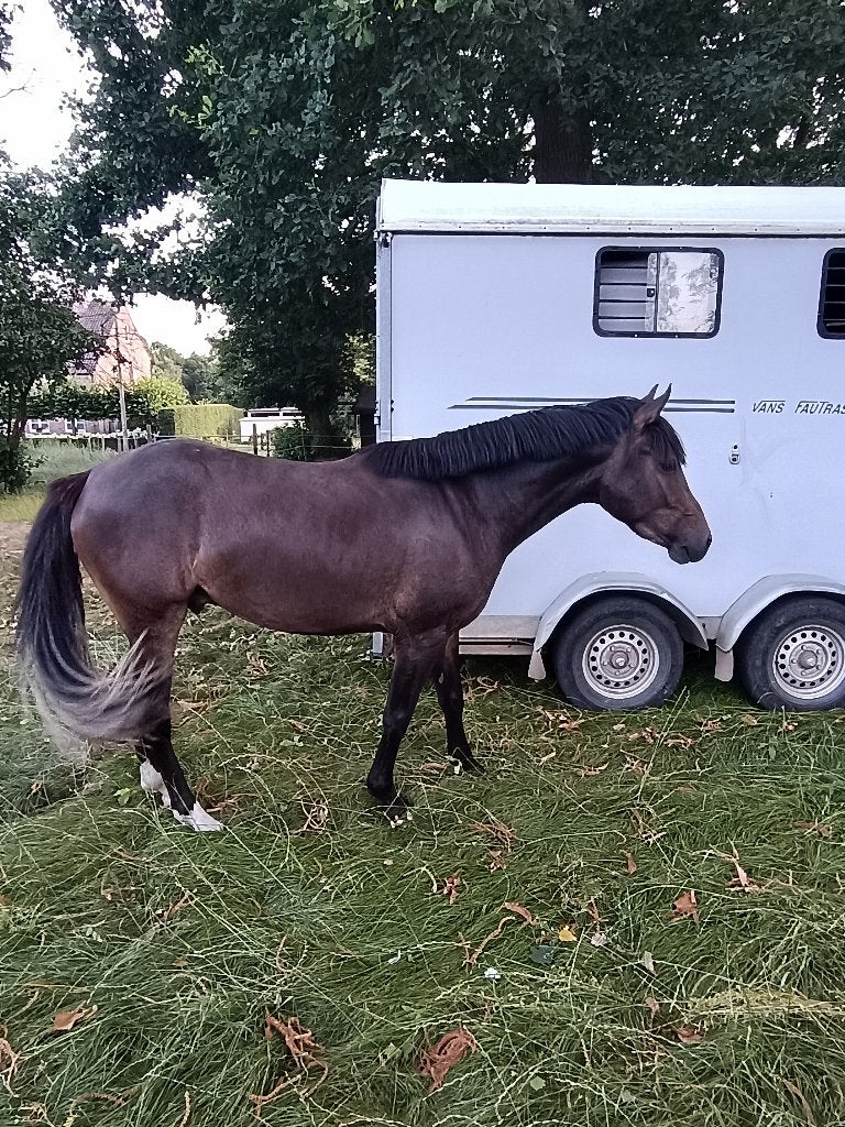 Sportieve 3-jarige BRP-pony ruin, Dieren en Toebehoren, Met stamboom, Ruin, 3 tot 6 jaar, Onbeleerd