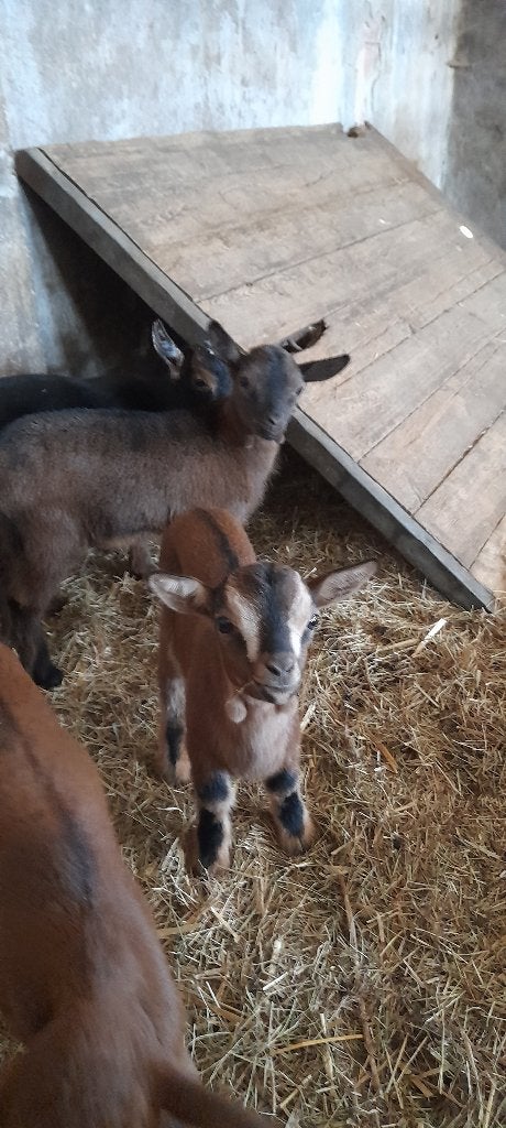 "Super mooie lammetjes", Dieren en Toebehoren, Schapen, Geiten en Varkens, Meerdere dieren, Geit, 0 tot 2 jaar