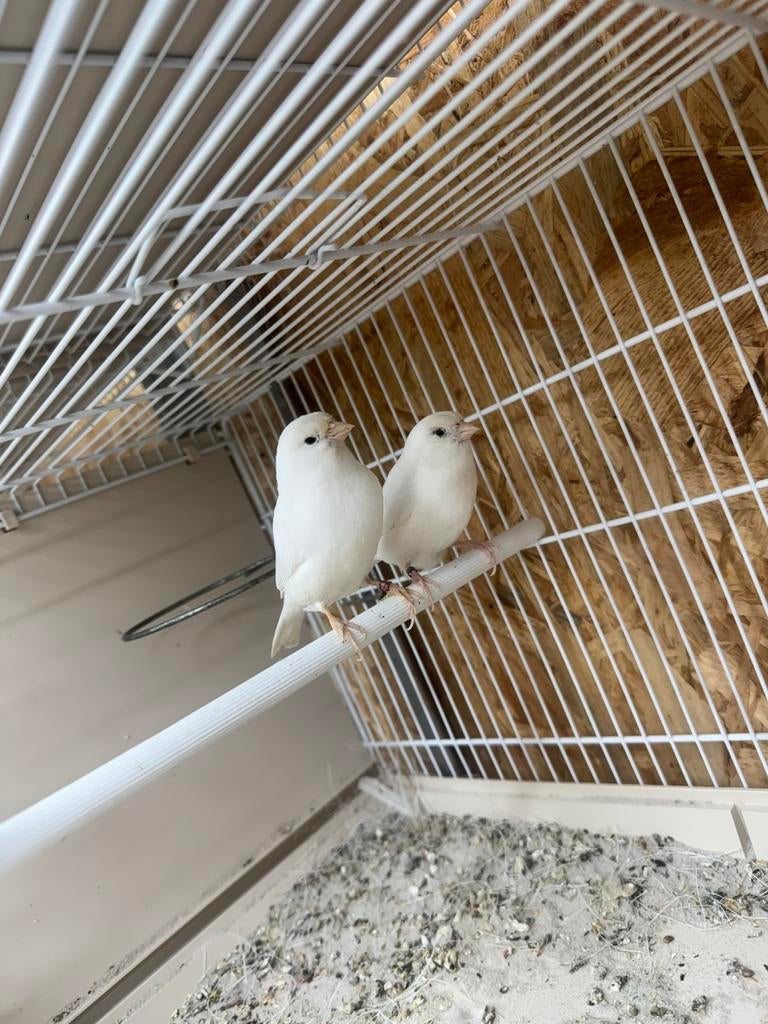 Kanarie koppel, Meerdere dieren, Kleurkanarie