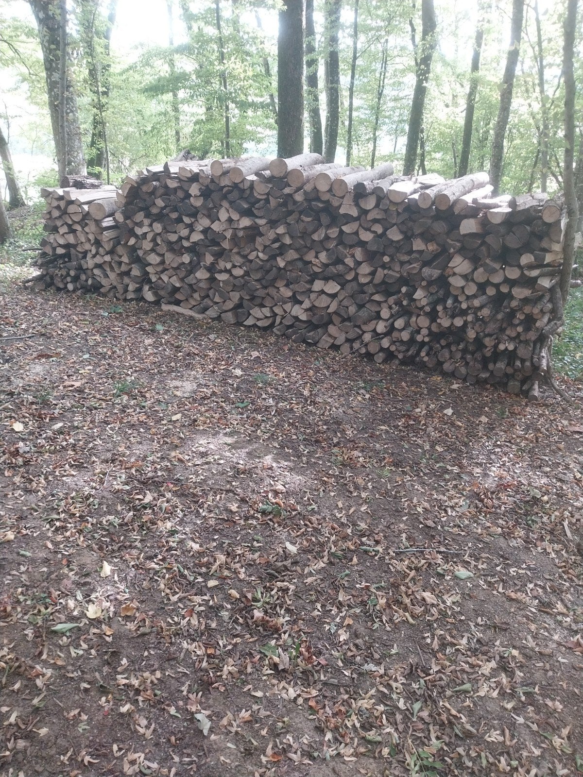 frêne, Enlèvement, Frêne