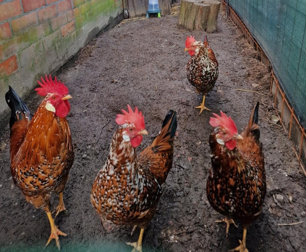 Broedeieren Leghorn Porselein, Dieren en Toebehoren, Geslacht onbekend, Kip