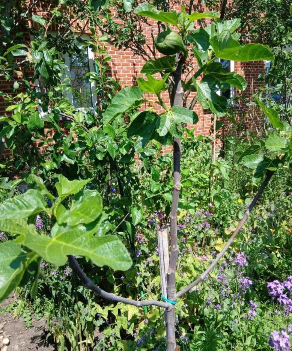 Vijgenbomen brown turkey, Ophalen