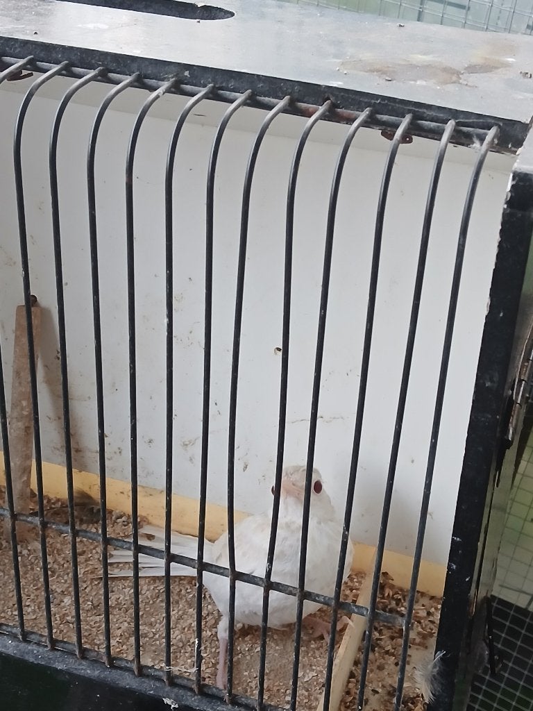 Satinet Zanglijster, Dieren en Toebehoren, Vrouwelijk, Wildzangvogel, Geringd