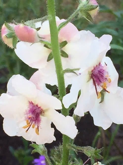 Verbascum Blattaria/mottenkruid, 6 voor 5 euro, Tuin en Terras, Planten | Tuinplanten, Volle zon, Eenjarig, Zomer, Ophalen