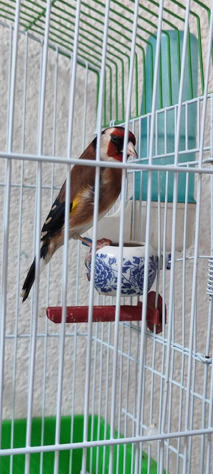 Distelvink parva, Dieren en Toebehoren, Mannelijk, Wildzangvogel