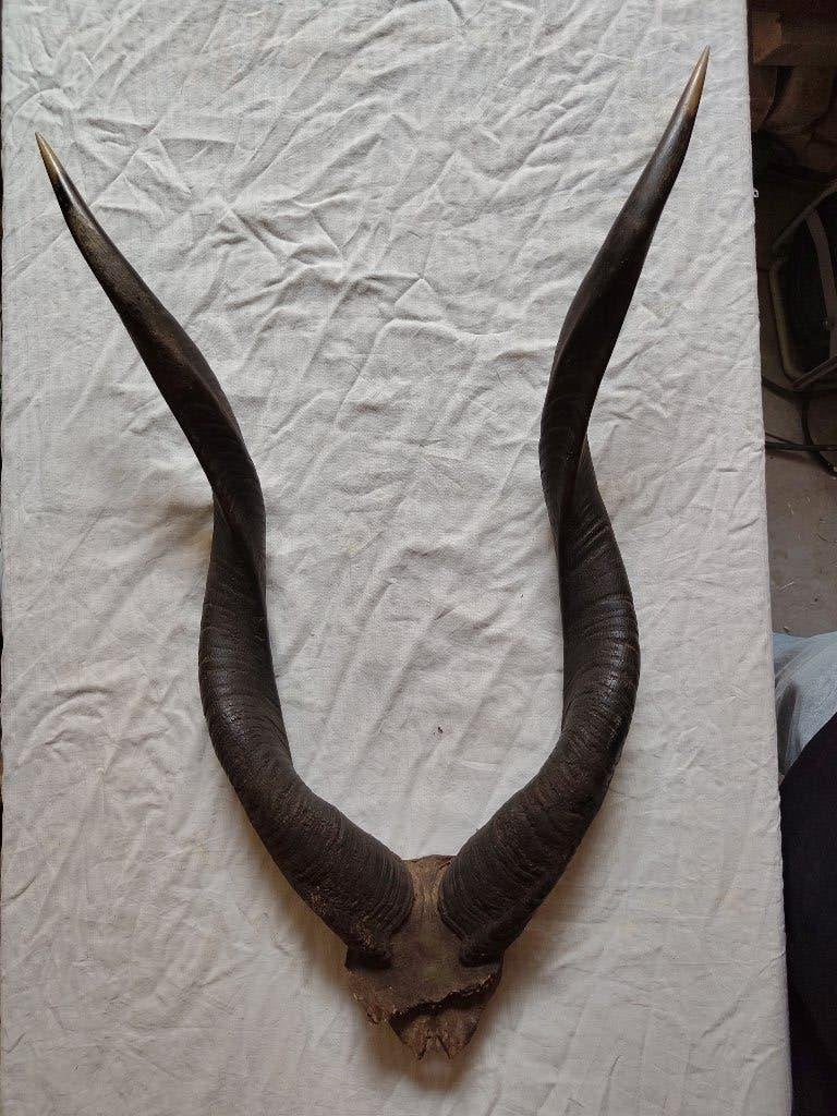 Hoorns van een soort van antilope (?), Ophalen of Verzenden