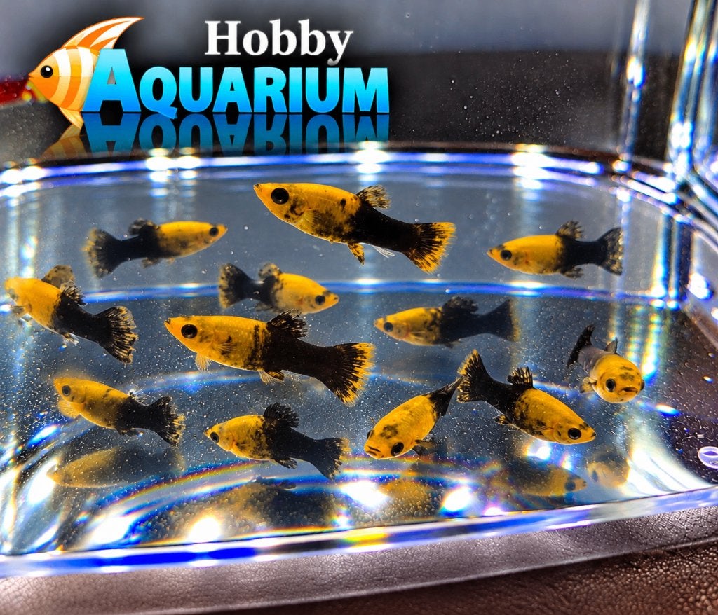 Hobbyaquarium Poecilia Splendops Golddust Tuxedo /molly, Animaux & Accessoires, Poisson, Poisson d'eau douce, Banc de poissons