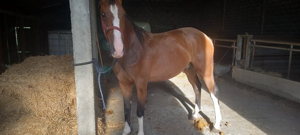 ZANGERSHEIDE-RUIN, Animaux & Accessoires, Chevaux, 165 à 170 cm, 0 à 2 ans, Hongre, Avec pedigree