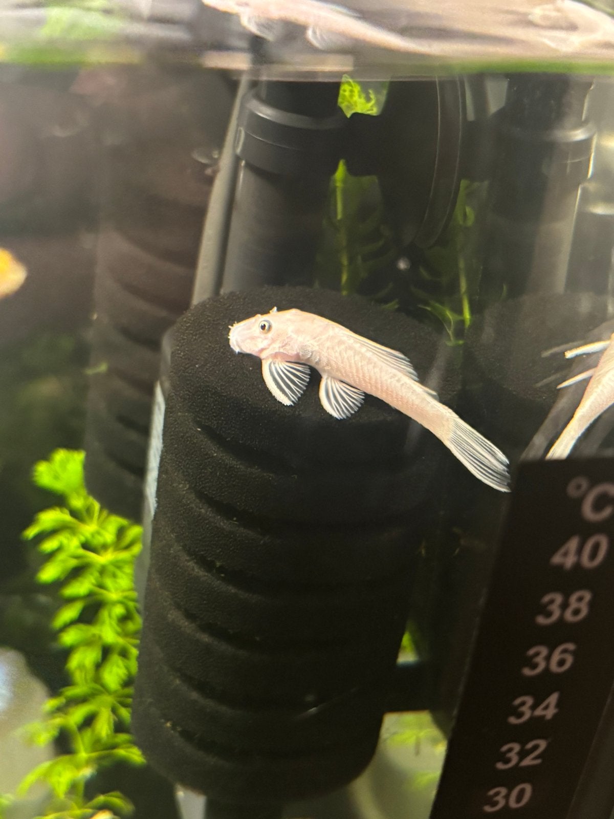Prachtige Snow White Ancistrus (2-3 cm) –Geen zwarte plekken