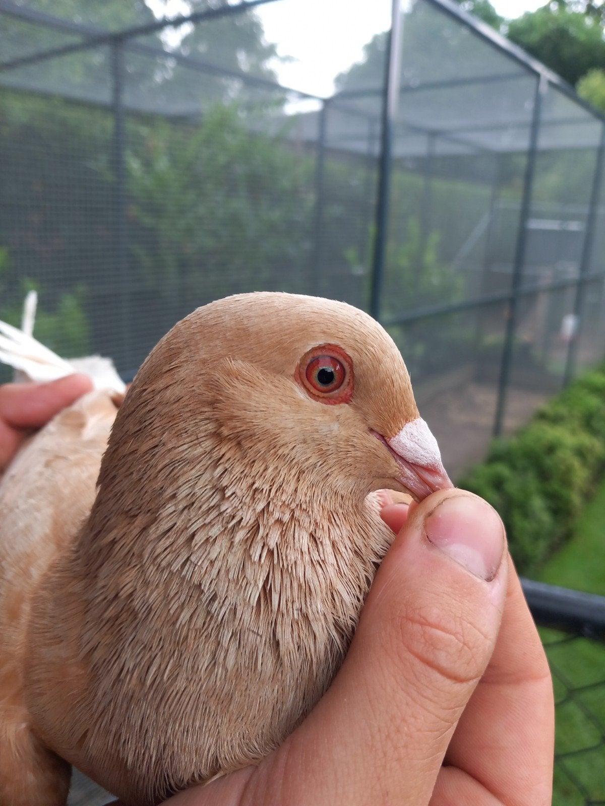 Postduif doffer, Dieren en Toebehoren, Vogels | Overige Vogels, Mannelijk, Geringd