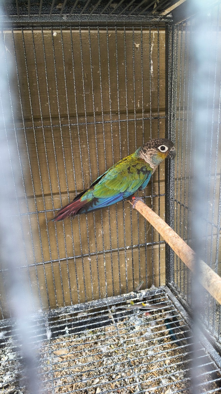 phyrura perlata, Geslacht onbekend