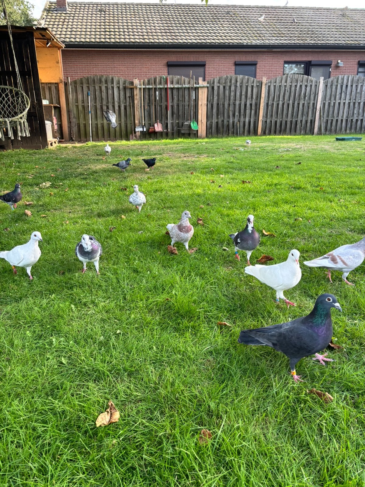 Reisduiven te koop, Dieren en Toebehoren