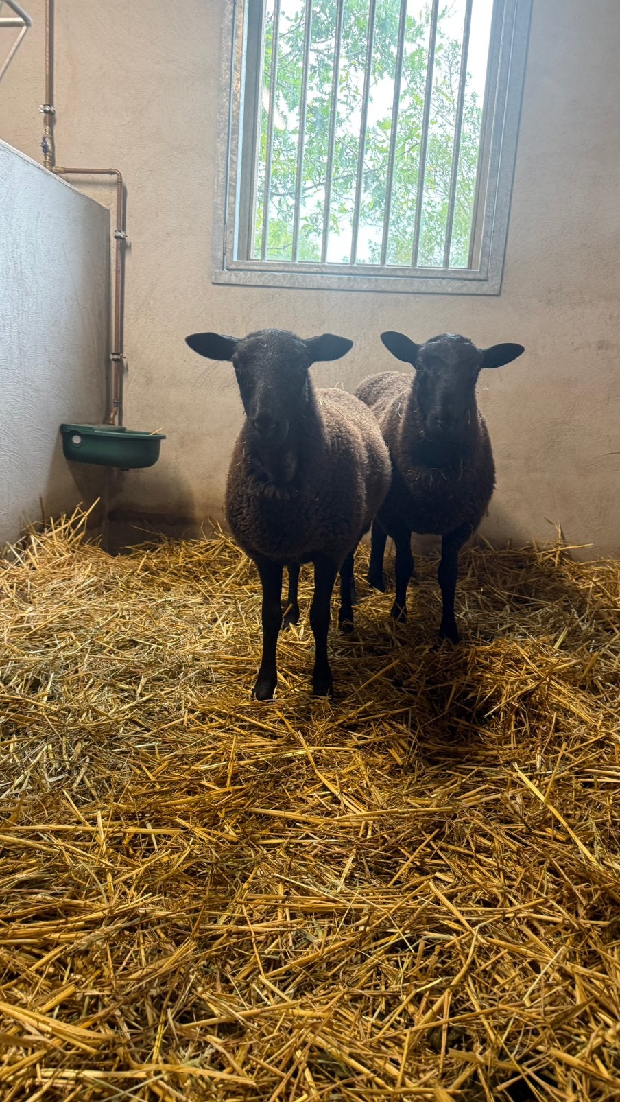 Zwartbles x voskop schapen, Meerdere dieren, Schaap, 0 tot 2 jaar
