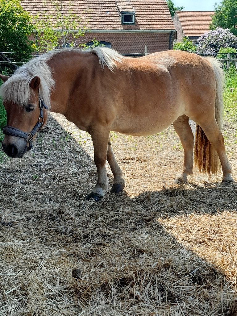 lieve pony te koop, Dieren en Toebehoren, Merrie, Niet van toepassing, Gechipt, A pony (tot 1.17m)