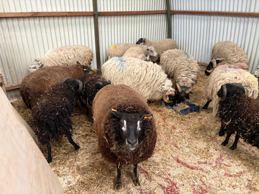 Mouton pour la fête, Enlèvement