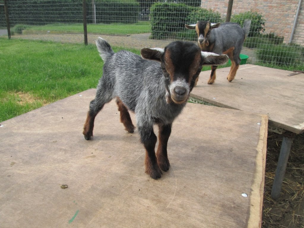 Donker blauwschimmel tan bokje van Kato, Dieren en Toebehoren, Schapen, Geiten en Varkens, Mannelijk, Geit, 0 tot 2 jaar