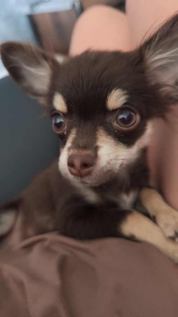 Petit chien chihwawa, Enlèvement