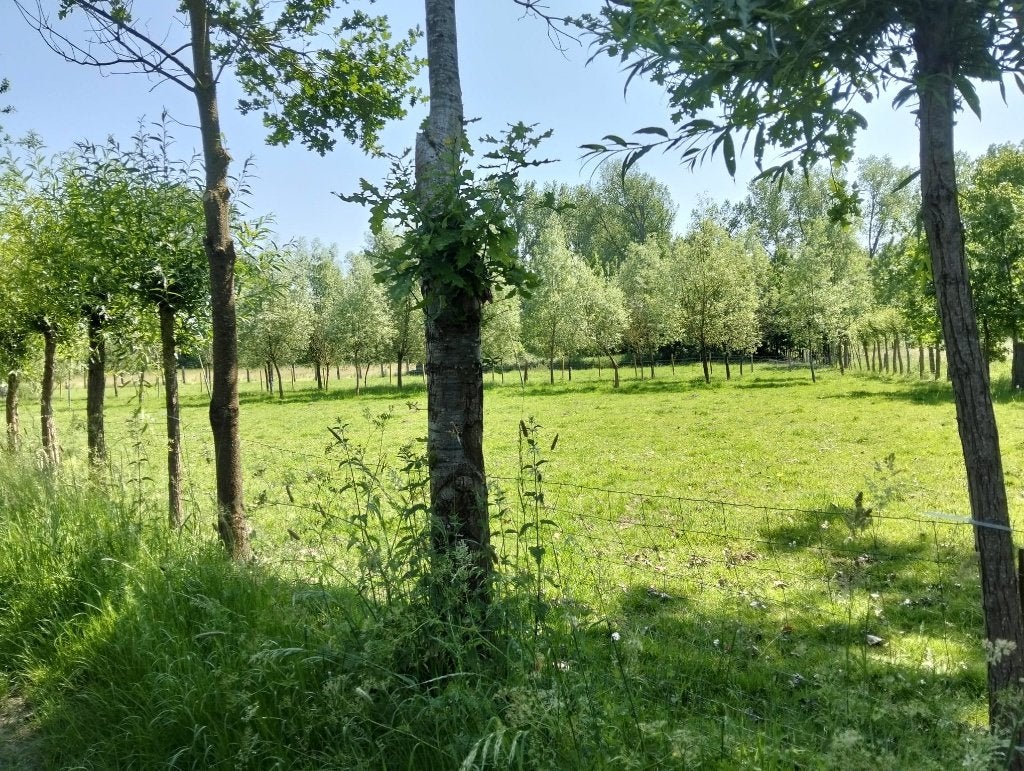 weide te koop - 25 are, Immo, Teralfene, Verkoop zonder makelaar, 200 tot 500 m²