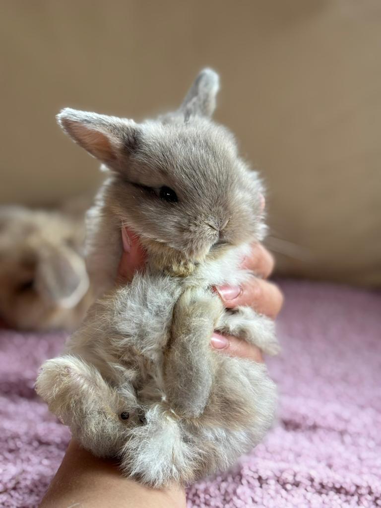 Knappe minilop ram (met stamboom), Animaux & Accessoires, Lapins, Mâle, Nain, Oreilles tombantes, 0 à 2 ans