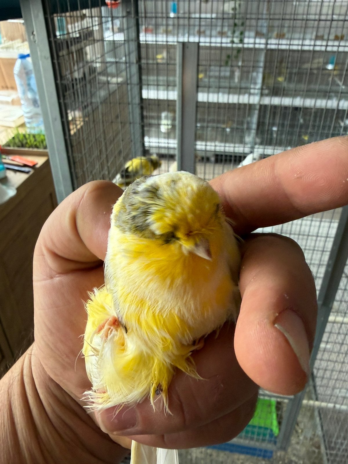 Couple de canaris Glosters, Animaux & Accessoires, Plusieurs animaux, Canari chanteur