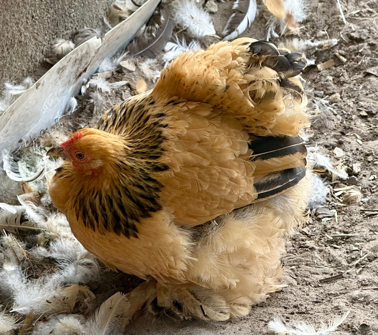 Koppel cochin krielen, Dieren en Toebehoren, Pluimvee