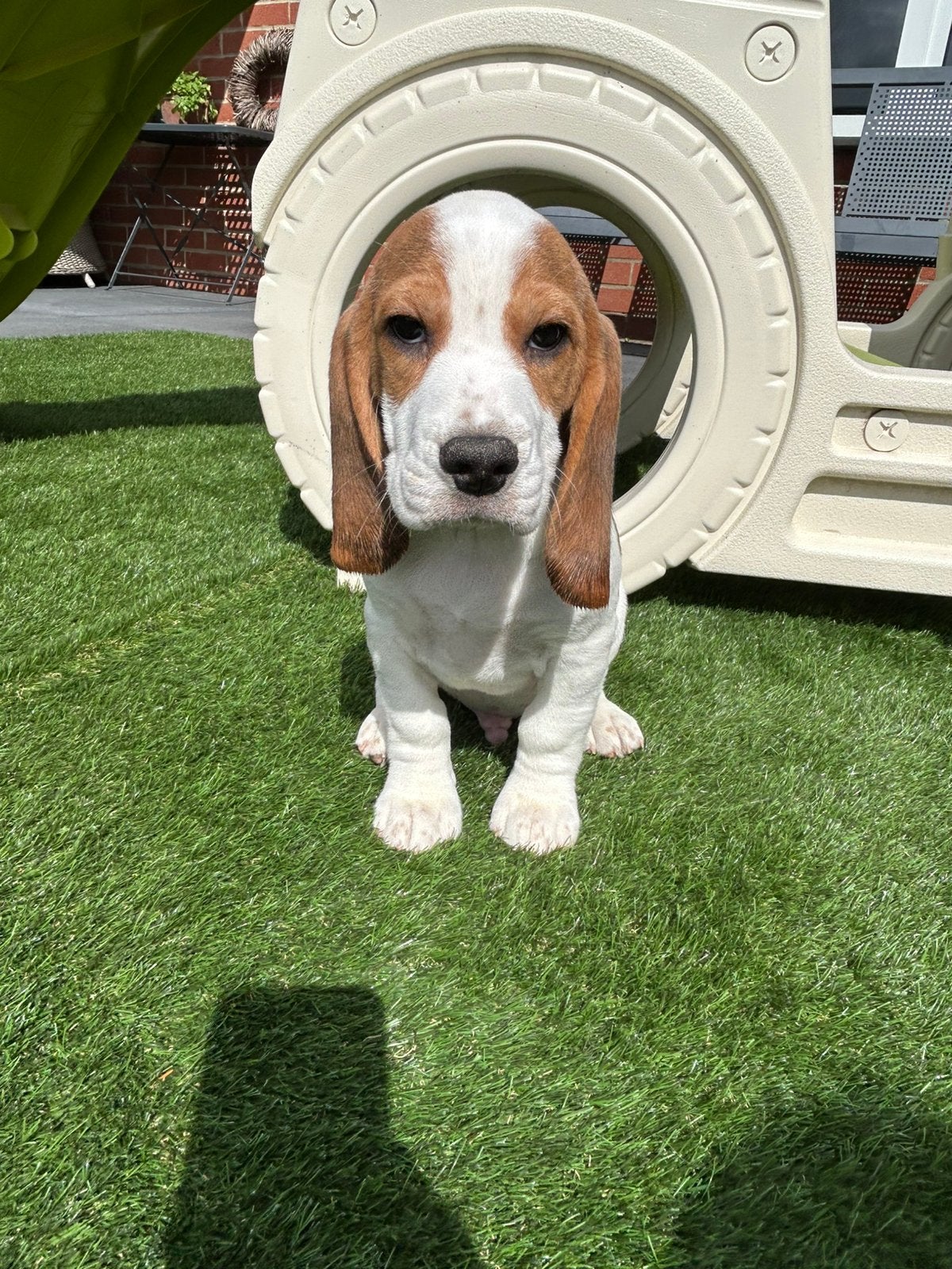 Leuke beagle pups, België, Beagle, 8 tot 15 weken, Meerdere